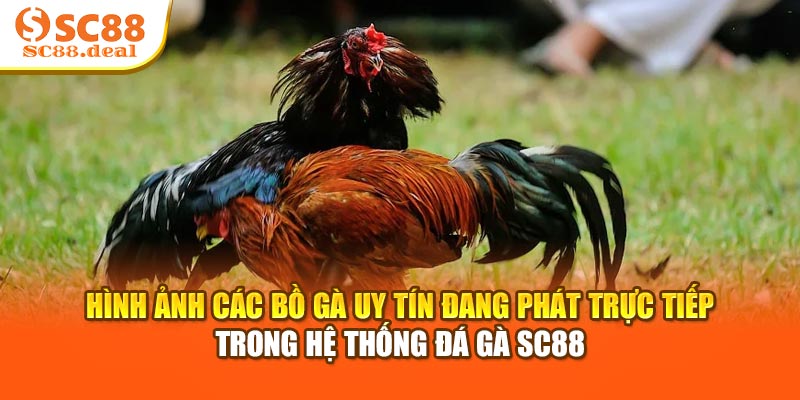 Hình ảnh các bồ gà uy tín đang phát trực tiếp trong hệ thống đá gà SC88